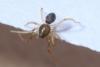 Scotina sp.